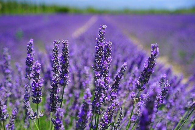 The Lavender Farm in East Marion, near Arbor View House